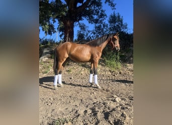 Caballo de deporte español, Yegua, 3 años, 165 cm, Castaño claro