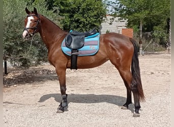 Caballo de deporte español, Yegua, 3 años, 165 cm, Castaño rojizo