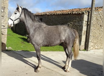 Caballo de deporte español, Yegua, 3 años, Tordo