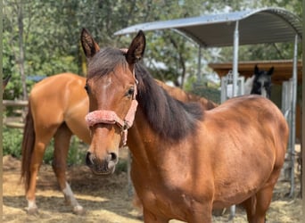 Caballo de deporte español, Yegua, 4 años, 150 cm, Castaño