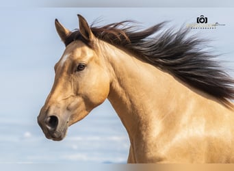 Caballo de deporte español, Yegua, 4 años, 155 cm, Buckskin/Bayo