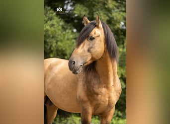 Caballo de deporte español, Yegua, 4 años, 155 cm, Buckskin/Bayo