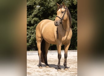 Caballo de deporte español, Yegua, 4 años, 155 cm, Buckskin/Bayo