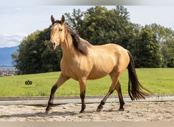Caballo de deporte español, Yegua, 4 años, 155 cm, Buckskin/Bayo