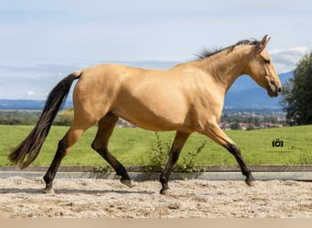 Caballo de deporte español, Yegua, 4 años, 155 cm, Buckskin/Bayo