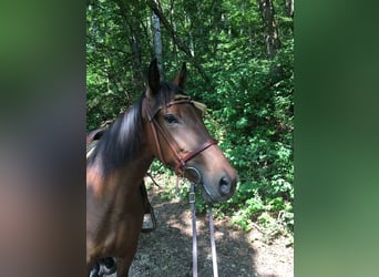 Caballo de deporte español, Yegua, 4 años, 156 cm, Castaño oscuro