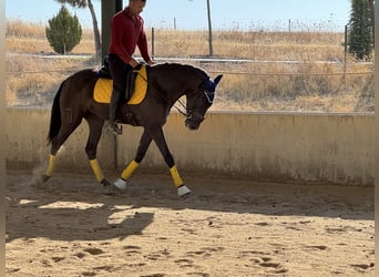 Caballo de deporte español, Yegua, 4 años, 157 cm, Negro