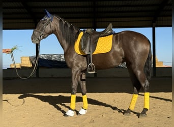 Caballo de deporte español, Yegua, 4 años, 157 cm, Negro