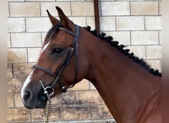 Caballo de deporte español, Yegua, 4 años, 159 cm, Castaño