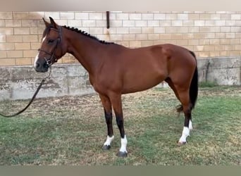 Caballo de deporte español, Yegua, 4 años, 159 cm, Castaño