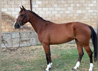 Caballo de deporte español, Yegua, 4 años, 159 cm, Castaño