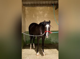 Caballo de deporte español Mestizo, Yegua, 4 años, 160 cm, Negro