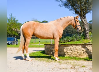 Caballo de deporte español, Yegua, 4 años, 161 cm, Palomino