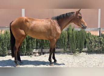 Caballo de deporte español, Yegua, 4 años, 166 cm, Castaño