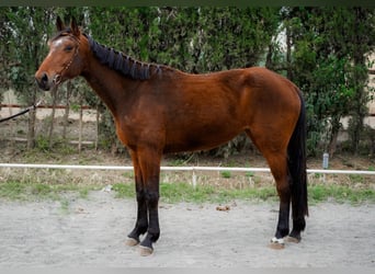 Caballo de deporte español, Yegua, 4 años, 166 cm, Castaño