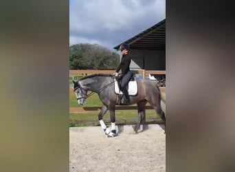 Caballo de deporte español, Yegua, 4 años, 167 cm, Tordo rodado