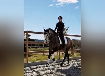 Caballo de deporte español, Yegua, 4 años, 167 cm, Tordo rodado
