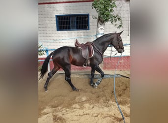 Caballo de deporte español, Yegua, 4 años, 170 cm, Castaño oscuro