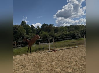 Caballo de deporte español, Yegua, 4 años, 176 cm, Castaño claro