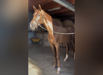 Caballo de deporte español, Yegua, 4 años, 180 cm, Alazán