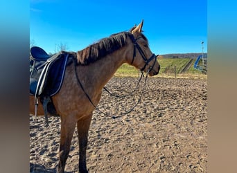 Caballo de deporte español, Yegua, 5 años, 156 cm, Bayo