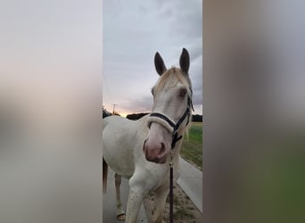 Caballo de deporte español, Yegua, 5 años, 157 cm, Cremello