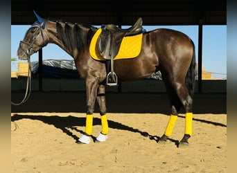 Caballo de deporte español, Yegua, 5 años, 157 cm, Negro