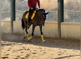 Caballo de deporte español, Yegua, 5 años, 157 cm, Negro