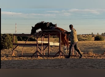 Caballo de deporte español, Yegua, 5 años, 166 cm, Alazán
