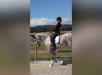 Caballo de deporte español, Yegua, 5 años, 168 cm, Tordo