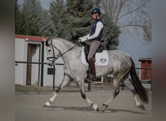 Caballo de deporte español Mestizo, Yegua, 5 años, 170 cm, Tordo