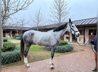 Caballo de deporte español, Yegua, 5 años, 175 cm, Castaño