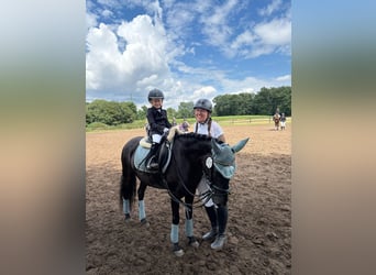 Caballo de deporte español, Yegua, 6 años, 135 cm