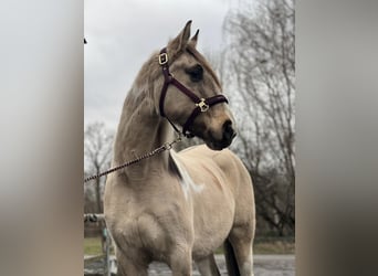 Caballo de deporte español Mestizo, Yegua, 6 años, 154 cm, Bayo