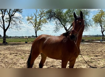 Caballo de deporte español, Yegua, 6 años, 159 cm, Castaño