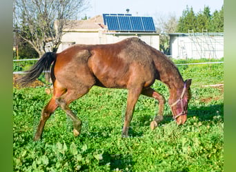 Caballo de deporte español, Yegua, 6 años, 161 cm, Castaño