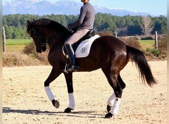 Caballo de deporte español, Yegua, 6 años, 162 cm, Castaño oscuro