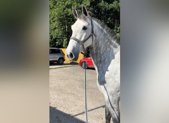 Caballo de deporte español, Yegua, 6 años, 167 cm, Tordo rodado