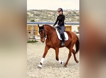 Caballo de deporte español, Yegua, 6 años, 174 cm, Alazán