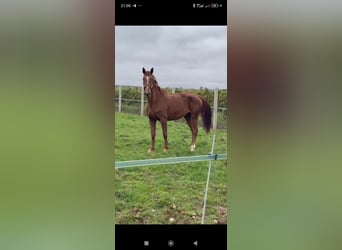 Caballo de deporte español, Yegua, 6 años, Alazán