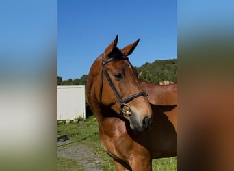 Caballo de deporte español, Yegua, 6 años, Bayo