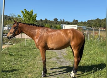 Caballo de deporte español, Yegua, 6 años, Bayo