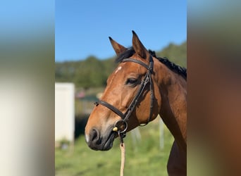 Caballo de deporte español, Yegua, 6 años, Bayo