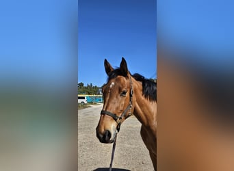 Caballo de deporte español, Yegua, 6 años, Bayo