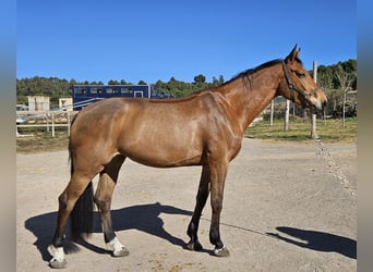 Caballo de deporte español, Yegua, 6 años, Bayo
