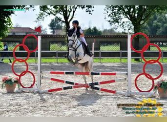 Caballo de deporte español, Yegua, 7 años, 152 cm, Tordo