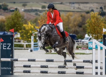 Caballo de deporte español Mestizo, Yegua, 7 años, 165 cm, Tordo ruano