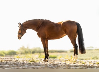Caballo de deporte español, Yegua, 7 años, 168 cm, Castaño