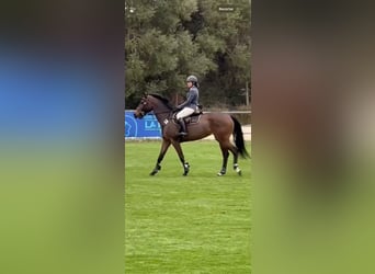 Caballo de deporte español, Yegua, 7 años, 168 cm, Castaño