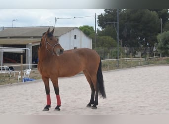 Caballo de deporte español, Yegua, 7 años, 170 cm, Castaño